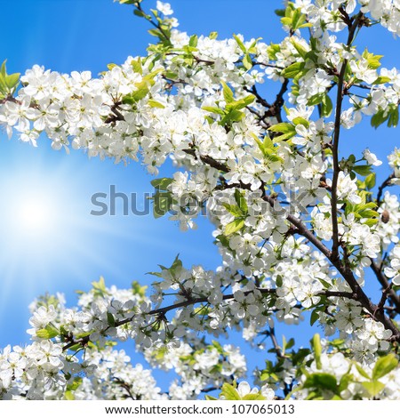 Sun shines branches of a blossoming apple tree Royalty-Free Stock Photo #107065013