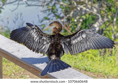 Close up of an Anhinga (Anhinga anhinga drying his wings in the Florida Everglades