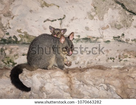 Mother and baby possum eating on the rocks