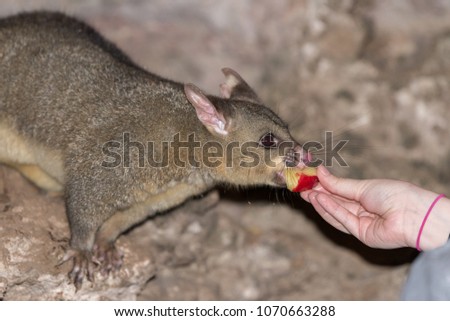 Hand feeding a possum fruit