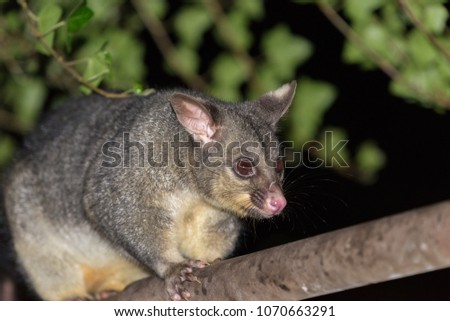 Possum closeup on rail