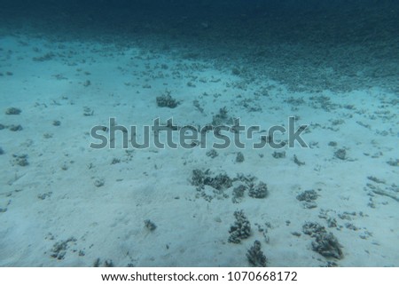 In the Sea of Palau