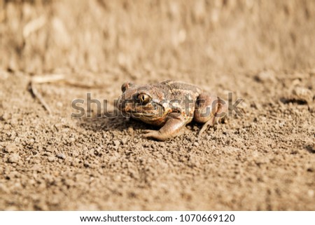 The western toad (Anaxyrus boreas, formerly Bufo boreas) is a large toad species, between 5.6 and 13 cm (2.2 and 5.1 in) long