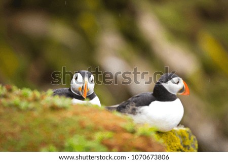 a pair of puffins sitting on a cliff together, great saltee island, ireland, europe