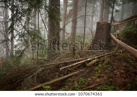 beautiful mysterious coniferous forest in the fog