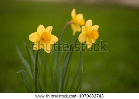 Yellow daffodils, spring background of flowers.