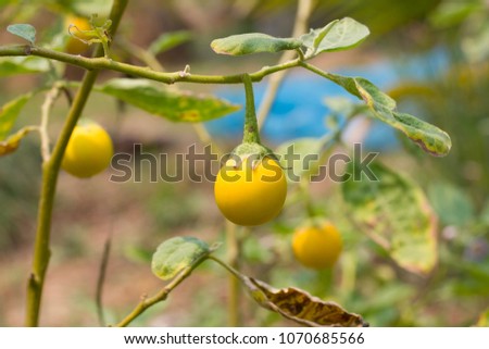 Closeup yellow solanum laciniatum on plant, Thailand.