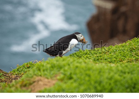 puffin building a nest during the breeding season, great slatee island, ireland, europe