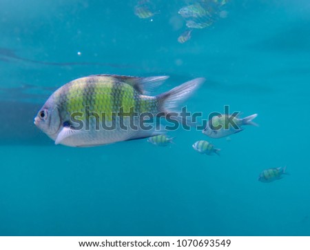 Underwater picture of sergeant fish swiming in the blue thai sea near Ko Ngai, Ko Lanta, Thailand