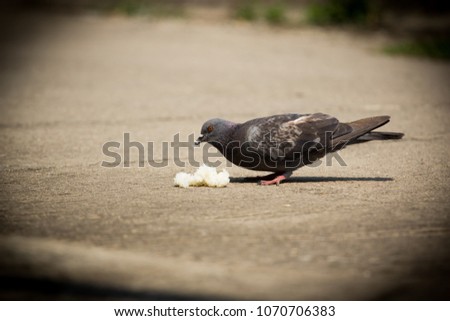 pigeon, pigeon eat rice on the floor that human bring in the morning, pigeon eating, selective focus.