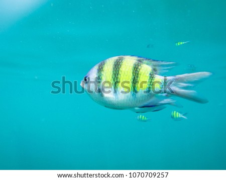 Action cam picture of a sergeant fish in the blue thai sea near Ko Ngai, Ko Lanta, Thailand