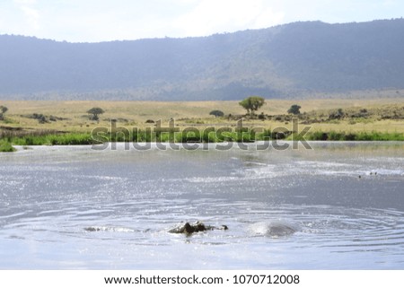 Group of hippopotamus in a lake of Serengueti National Park, Tanzania, Africa, in the noon of a sunny day.