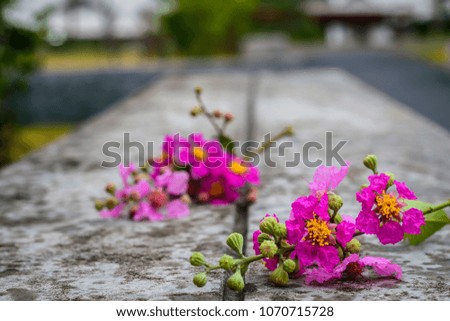 Flower flat lay background