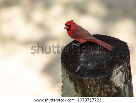 vibrant red cardinal pauses for a picture