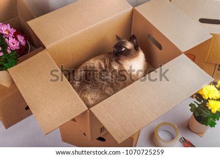 thai cat in an empty pack box flowers around