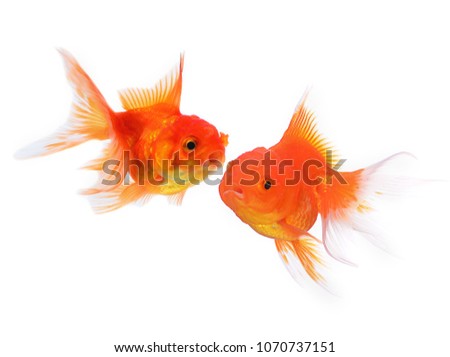 Gold fish isolated on white background.