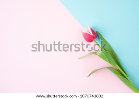 Pink tulip on minimal background with blue and pink color. Top view, copy space.