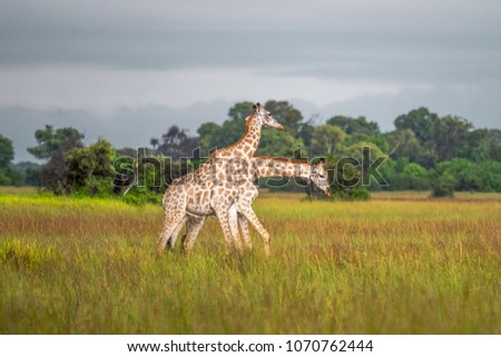Thornicroft Girafe sanding in the bushveld in South Luangwa National Park, Zambia, Southern Africa	(Giraffa)