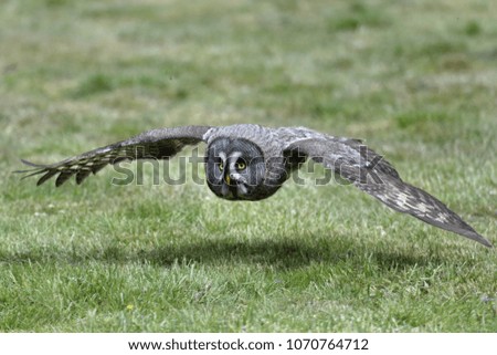 Great grey owl (Strix nebulosa)