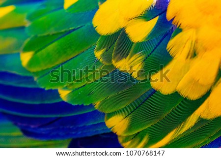 Colorful feathers of bird wing with grenn yellow and blue