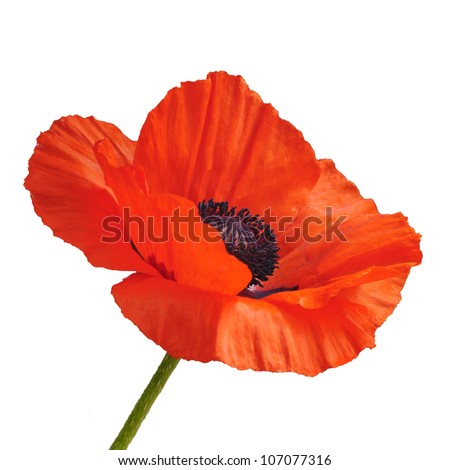 Single red poppy flower isolated on white background