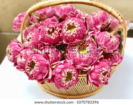 Pink lotus in basket
