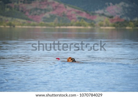 retriever golden labrador waterwork training