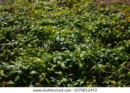 Green background from green leaves of Vinca