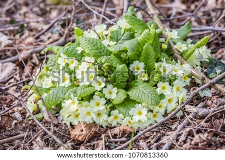 close up view of first spring tender primrose flowers in nature background
