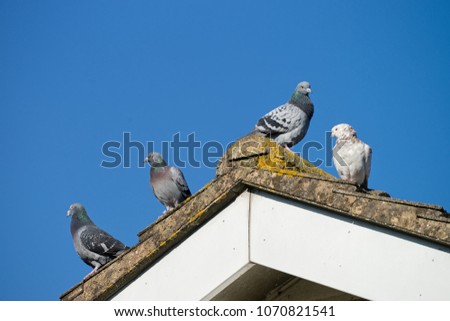 Domestic pigeons on the roof. Blue sky at background.