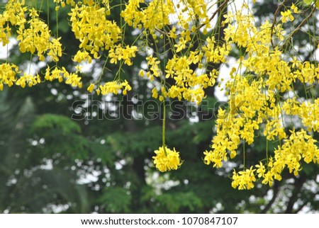 Khoon Flowers, Yellow flowers in Thailand