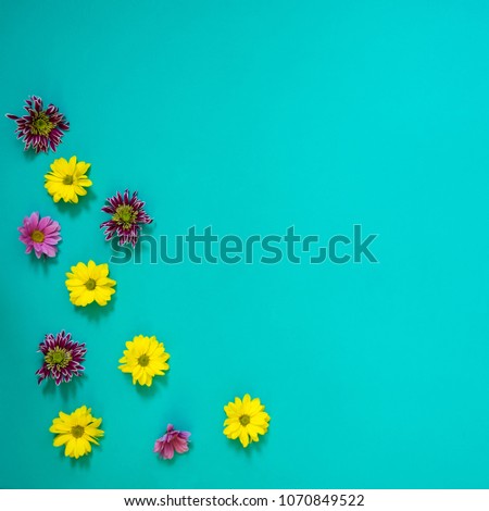 Summer background - colorful flowers chrysanthemum make up the composition in the corner of a turquoise square background. Copy space, top view.