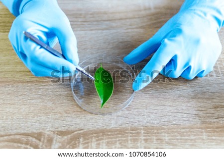 Scientist female researching with plant biotechnology concept with in laboratory.