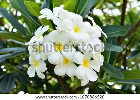 Evergreen Frangipani, Graveyard Flower, Pagoda Tree, Temple Tree, West Indian Jasmine