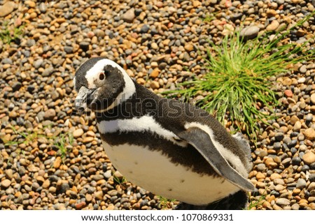 magellanic penguin in Argentina