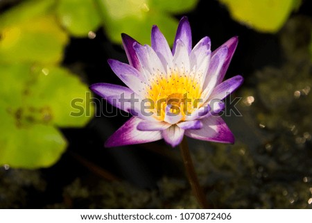 Vintage retro picture of lotus flower in pond.