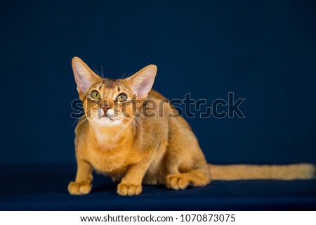 The Abyssinian cat sits, plays on a dark blue background, close up, wild color