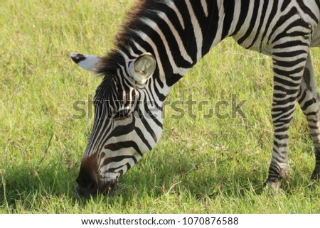 Zebra eating in the field of Serengueti National Park over the savannah, in a sunny day during the dry season, Tanzania, Africa Royalty-Free Stock Photo #1070876588