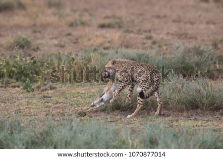 The cheetah carries the victim after a successful hunt. These are good pictures of wildlife. 