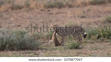 The cheetah carries the victim after a successful hunt.These are good pictures of wildlife. 