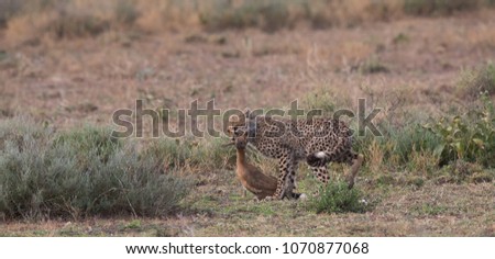 The cheetah carries the victim after a successful hunt.These are good pictures of wildlife. 