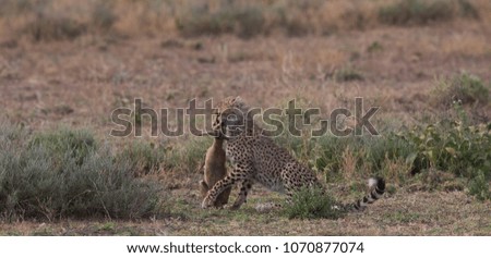 The cheetah carries the victim after a successful hunt. These are good pictures of wildlife. 