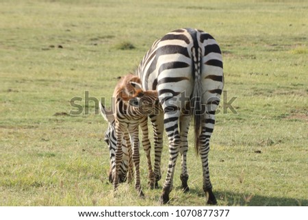 Zebra eating in the field of Serengueti National Park over the savannah, in a sunny day during the dry season with the baby taking milk from her, Tanzania, Africa Royalty-Free Stock Photo #1070877377
