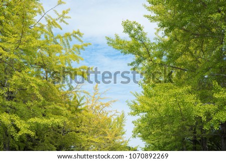Green Forest From Below 