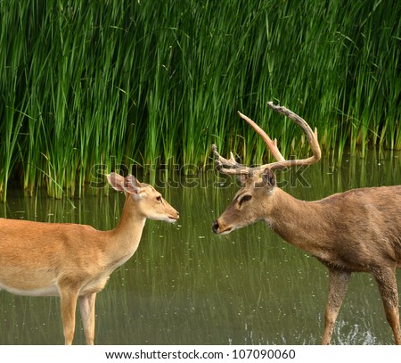 wildlife, deer on wild background