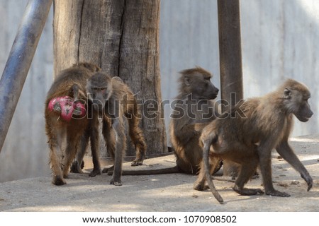 Baboon runs on the rock in the zoo