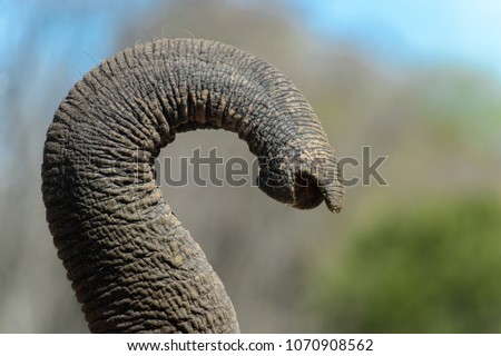 Close up of the elephant's trunk Royalty-Free Stock Photo #1070908562