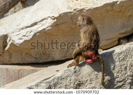 Baboon on the rock in the zoo