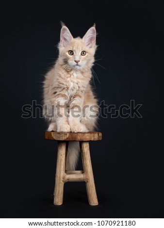 Fluffy creme Maine Coon cat kitten sitting on small wooden stool isolated on black background looking at camera