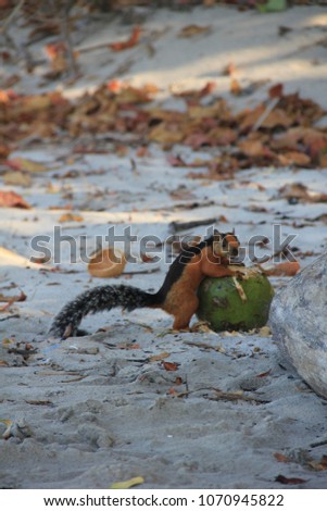 Adorable Costa Rican variegated squirrel greedily feeding on a fallen coconut on a sandy beach